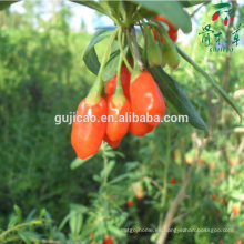 Secado al sol 100% plantas orgánicas certificadas naturales de la baya de goji Secadas al sol 100% plantas certificadas naturales orgánicas de la baya de goji